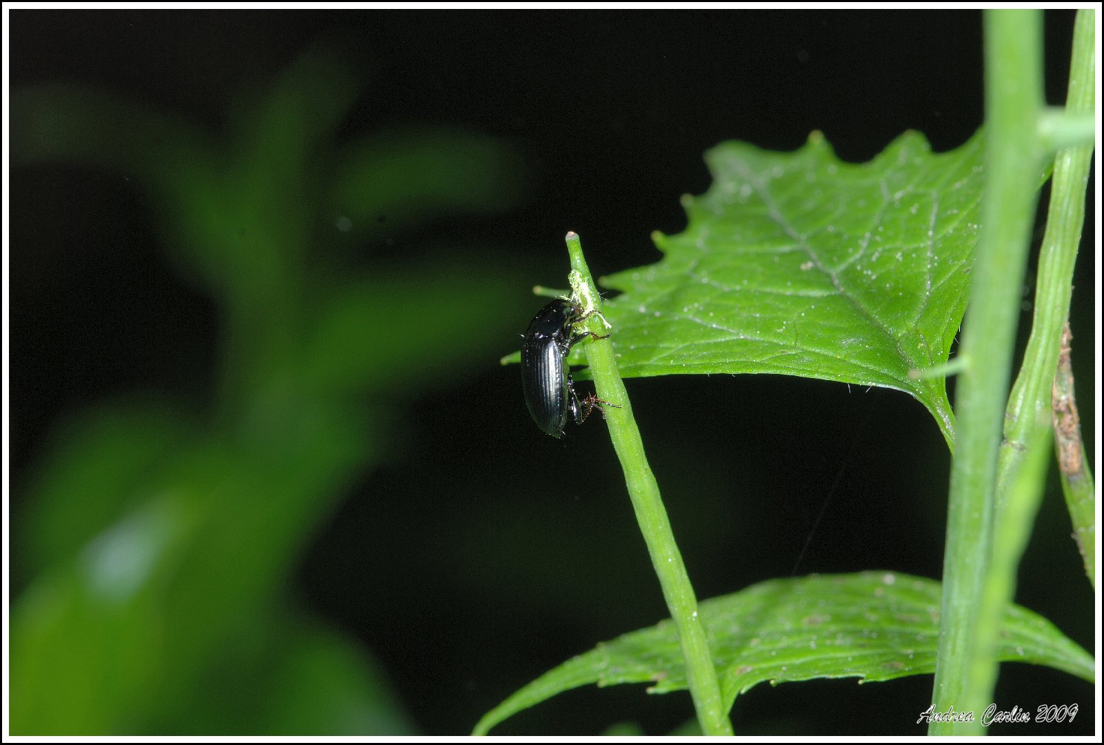 L''Alliaria , cibo per Amara